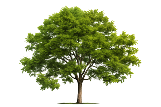 Lush green trees isolated on transparent background.