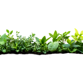 Green plants growing in soil on a black background offering a clean, crisp look