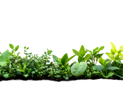 Green plants growing in soil on a black background offering a clean, crisp look
