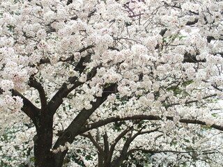 春の朝の満開の桜風景
