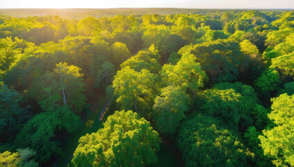 Sunlit green forest aerial. Dappled shadows. Shallow depth.
