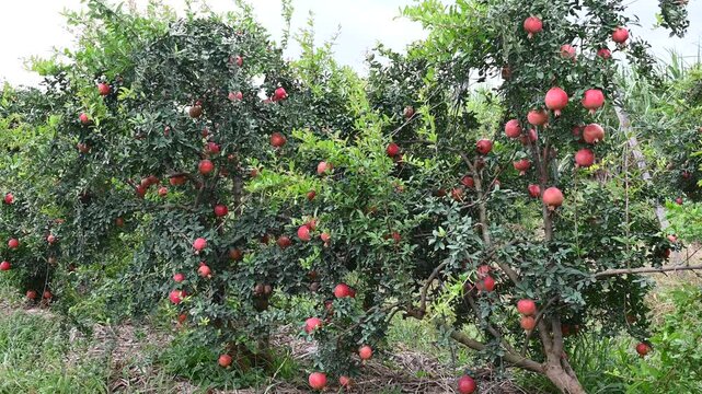 Punica granatum fruit in tree, Red ripe pomegranate fruits grow on pomegranate tree in garden. close up.