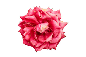 old red rose bud isolated on white or transparent png