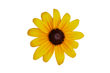 Echinacea coneflower isolated on white or transparent png