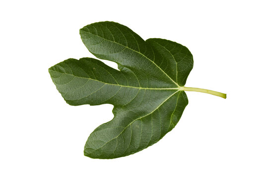 dark green fig leaf isolated on white or transparent png