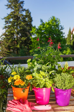 Various herbs in colorful pots on a balcony showcasing urban gardening with garden utensils.