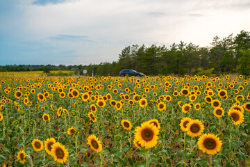 Fototapeta premium A vibrant field of blooming sunflowers stretches towards the horizon under a cloudy summer sky, with a dark car seen on a nearby road