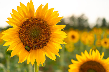 A detailed macro shot of a bright yellow sunflower, featuring a green beetle and a honeybee gathering pollen on the petals and center. Shallow depth of field. Copy space 