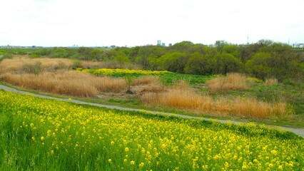 菜の花咲く土手から見る春の江戸川河川敷風景