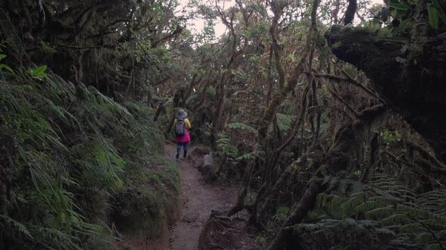 hiker in rainforest near mount pulag, Philippines 