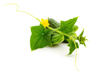 Fresh green cucumbers with leaf and flower.