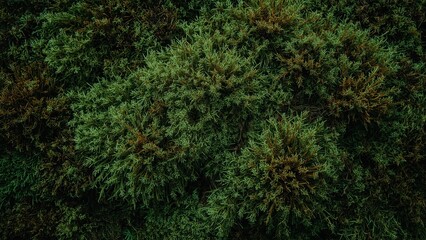 Obraz premium Texture of green moss forest floor close-up natural background detail