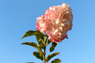 Hydrangea against the blue sky.