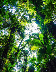 Fototapeta premium Lush tropical rainforest canopy with vibrant green foliage reaching for the bright sunlight. Natures beauty, growth, and exploration concepts. Perfect for travel or environmental themes.