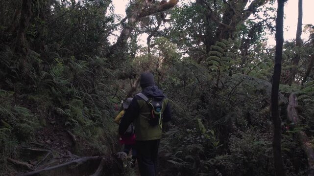 hiker in rainforest near mount pulag, Philippines 