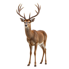 Majestic deer standing gracefully in natural setting with impressive antlers and soft fur, showcasing elegance and beauty