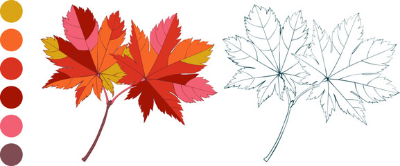 Hand-drawn red autumn colored Canadian maple leaves isolated on white background. Flat and line style vector illustration.