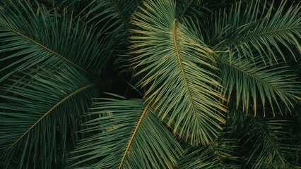 Surface of green tropical palm leaves natural outdoor background textu