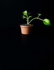 Obraz premium Small potted plant with green leaves on a black background, highlighting growth and nature's freshness