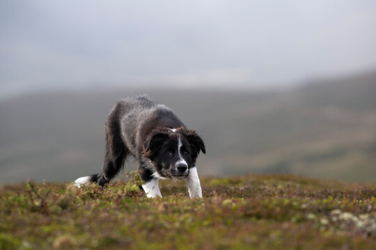 Cute border collie puppy on plants