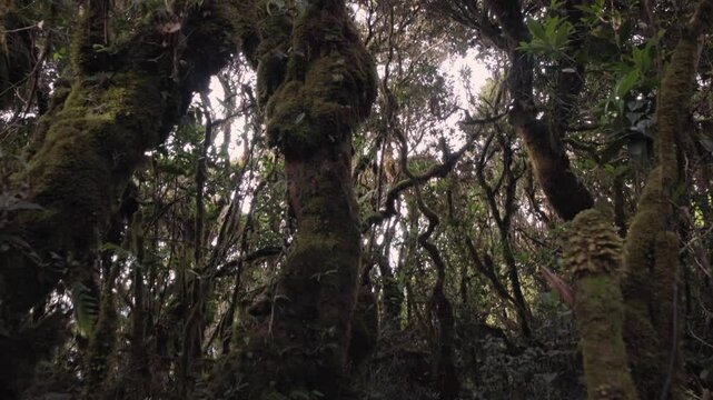 rainforest near mount pulag, Philippines 
