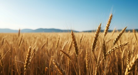 Obraz premium Golden Wheat Field at Sunset Agriculture and Nature Photography