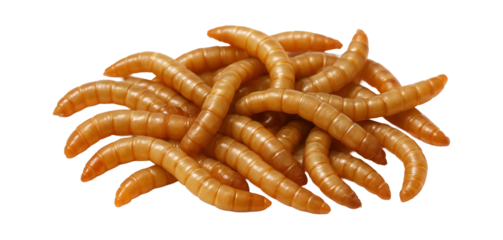 Mealworms, often used in a dish feeder to attract insect-eating birds such as robins and bluebirds.