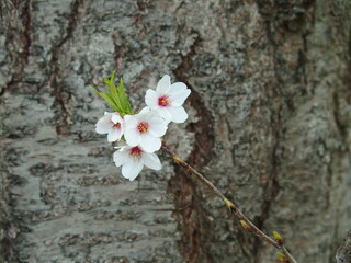 古木の幹からの枝に咲く桜の花