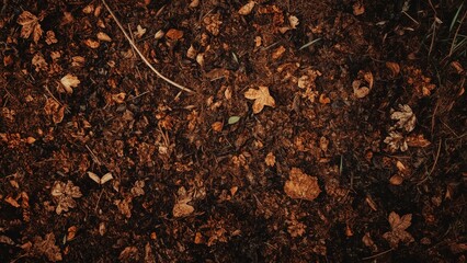Surface of dark soil with dry leaves and twigs close-up nature texture