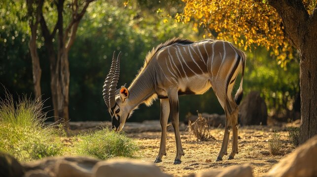 A  large antelope grazing in a sunny savanna setting.