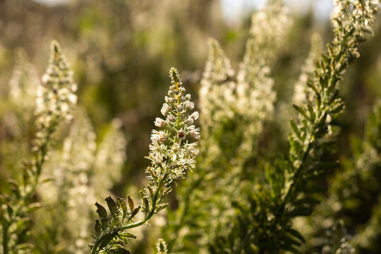 Fleurs blanches en forme de c&ocirc;ne sur tiges vertes en gros plan dans un champ sauvage fleuri
