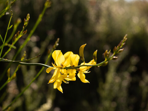 Gros plan sur une fleur de gen&ecirc;t de couleur jaune lumineux sur une tige verte dans la nature