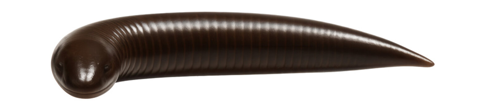 Dark brown caecilian with a tapering tail and indistinct annular rings