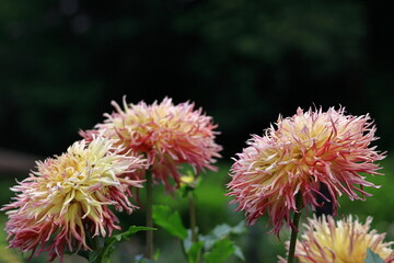 色鮮やかな大輪