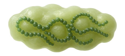 Nostoc colony forming gelatinous mass with chains of spherical cells
