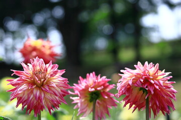 色鮮やかな大輪