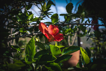 Bright Red Hibiscus Flower Surrounded by Lush Foliage in Brazil