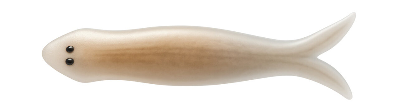 Planarian flatworm with a bifurcated tail and smooth, elongated body