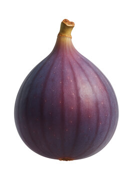 Ripe fig with smooth, purplish skin and visible ostiole at the apex