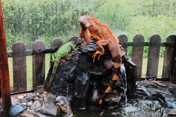 An orange and a green iguana perch on a dark rock formation with a small waterfall, while it...