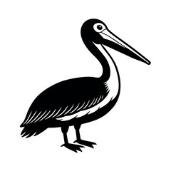 American White Pelican Bird Illustration  
