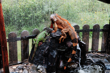 An orange and a green iguana perch on a dark rock formation with a small waterfall, while it...