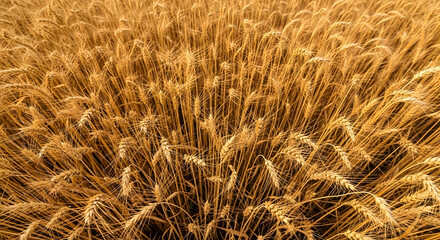 A dense field of ripe golden wheat, ready for harvest.  The stalks stand tall, their heads heavy with grain, promising a bountiful yield.