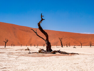 Dead camel thorn trees in the Deadvlei. The Deadvlei is part of the Sossusvlei in Namibia.