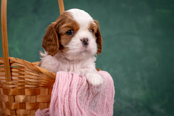 A small cavalier Charles Spaniel puppy peeks out of a basket. Studio shooting on a green background.