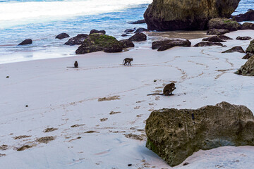 Mehrere wilde Affen spazieren über den weißen Sandstrand zwischen Felsen hindurch auf Bali in...