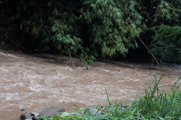 A muddy, brown river flows alongside a dense bank of green bamboo and lush foliage, with tall grass...