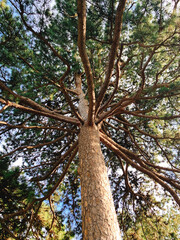 Naklejka premium Gazing Up at the Towering Giant Pine, Encountering the Majestic Poetry of Nature