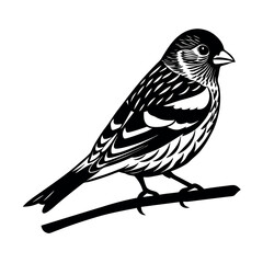 Eurasian Siskin Songbird Clipart  