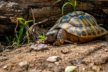 Eine Schildkröte liegt im Sand